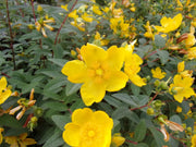 HYPERICUM IPERICO MOSERIANUM IN VASO 12CM