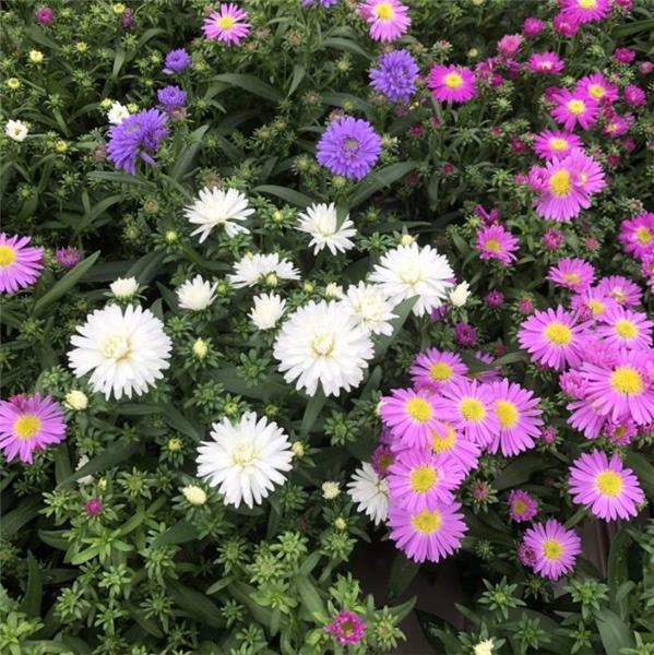 ASTER SETTEMBRINO STARLETTA TRICOLORE VASO 13CM
