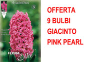 OFFERTA 9 BULBI GIACINTO PINK PEARL