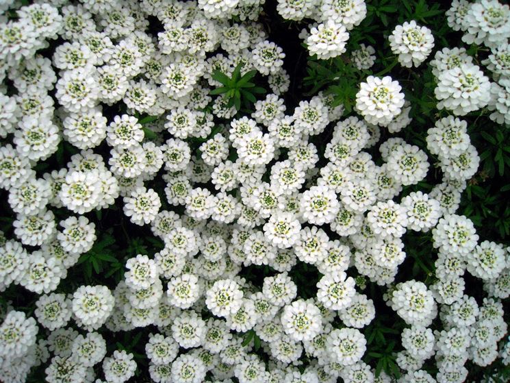 IBERIS SEMPERVIRENS VASO 12CM
