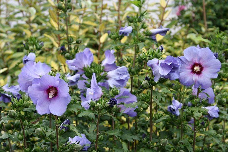 HIBISCUS IBISCO SYRIACUS OISEAU BLEU IN VASO 19CM