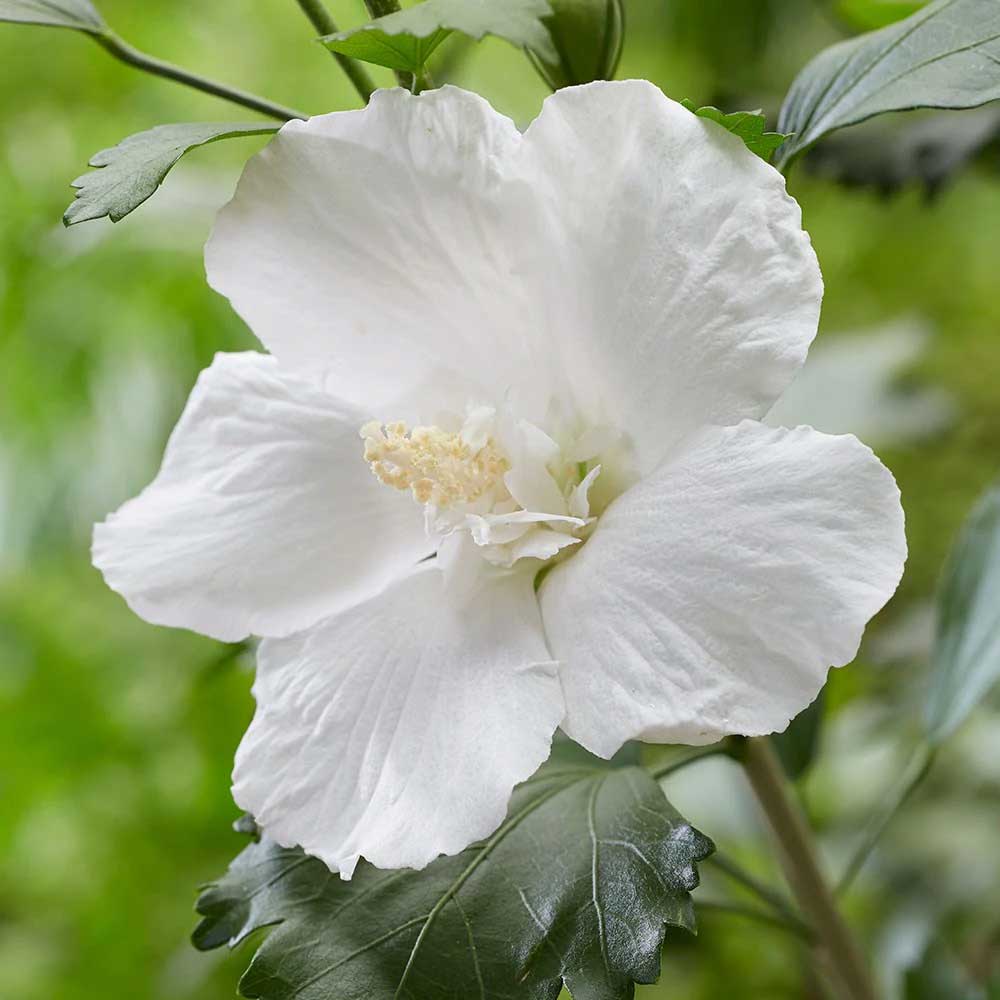 HIBISCUS IBISCO SYRIACUS BIANCO IN VASO 21CM