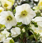 HELLEBORUS ICE N’ ROSES WHITE ROSA DI NATALE VASO 24CM