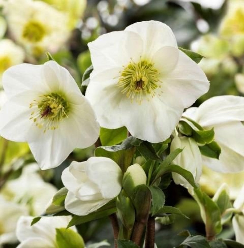 HELLEBORUS ICE N’ ROSES EARLY WHITE ROSA DI NATALE VASO 15CM