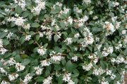 OSMANTHUS OSMAREA BURKWOODII VASO 17CM