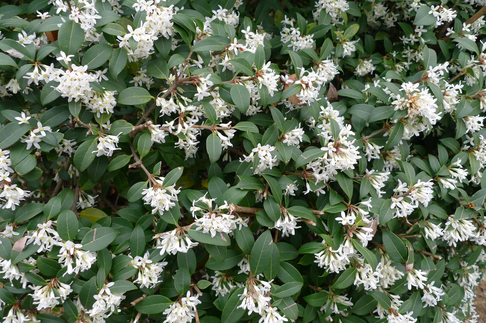 OSMANTHUS OSMAREA BURKWOODII VASO 17CM