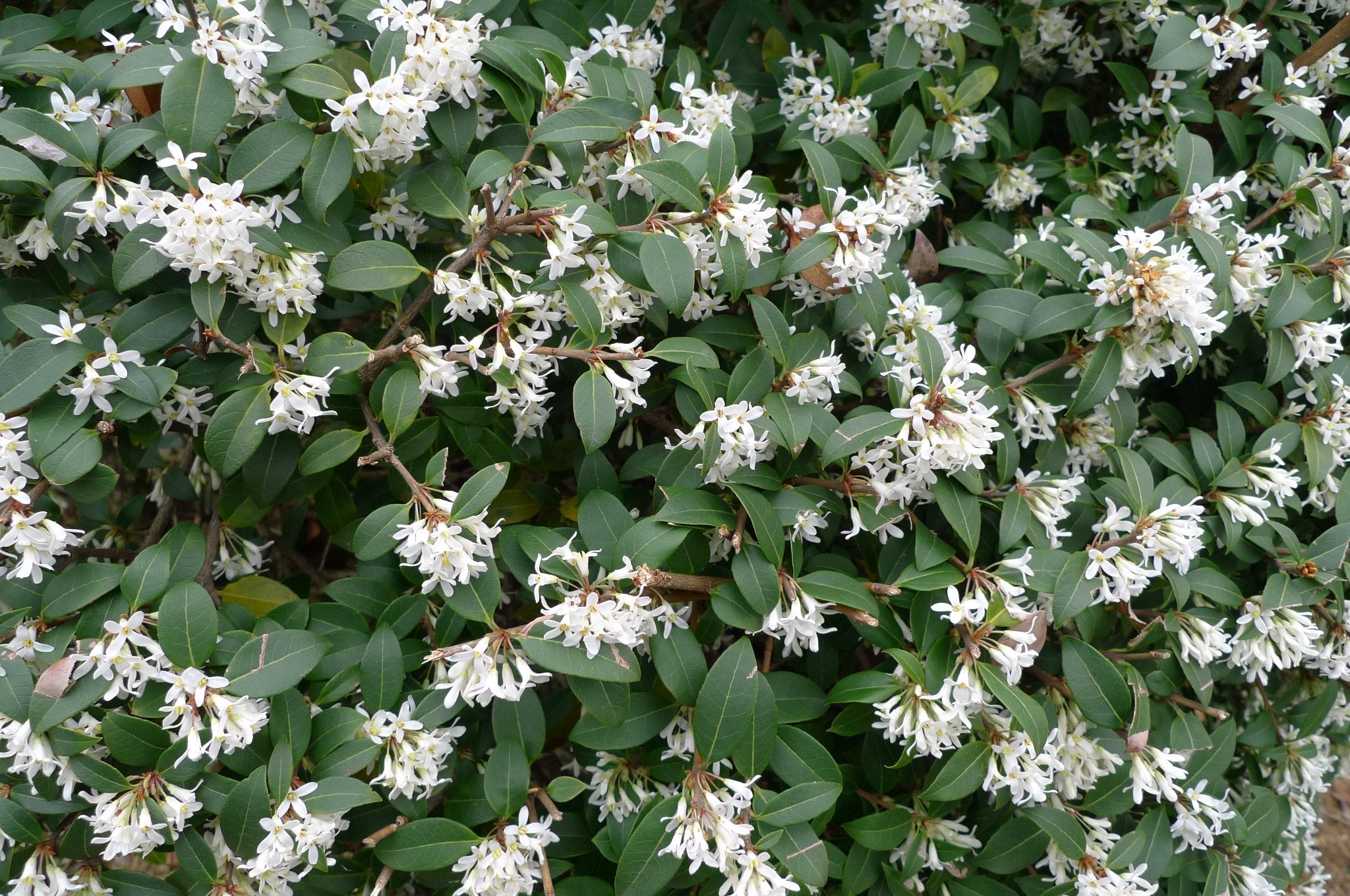 OSMANTHUS OSMAREA BURKWOODII VASO 17CM