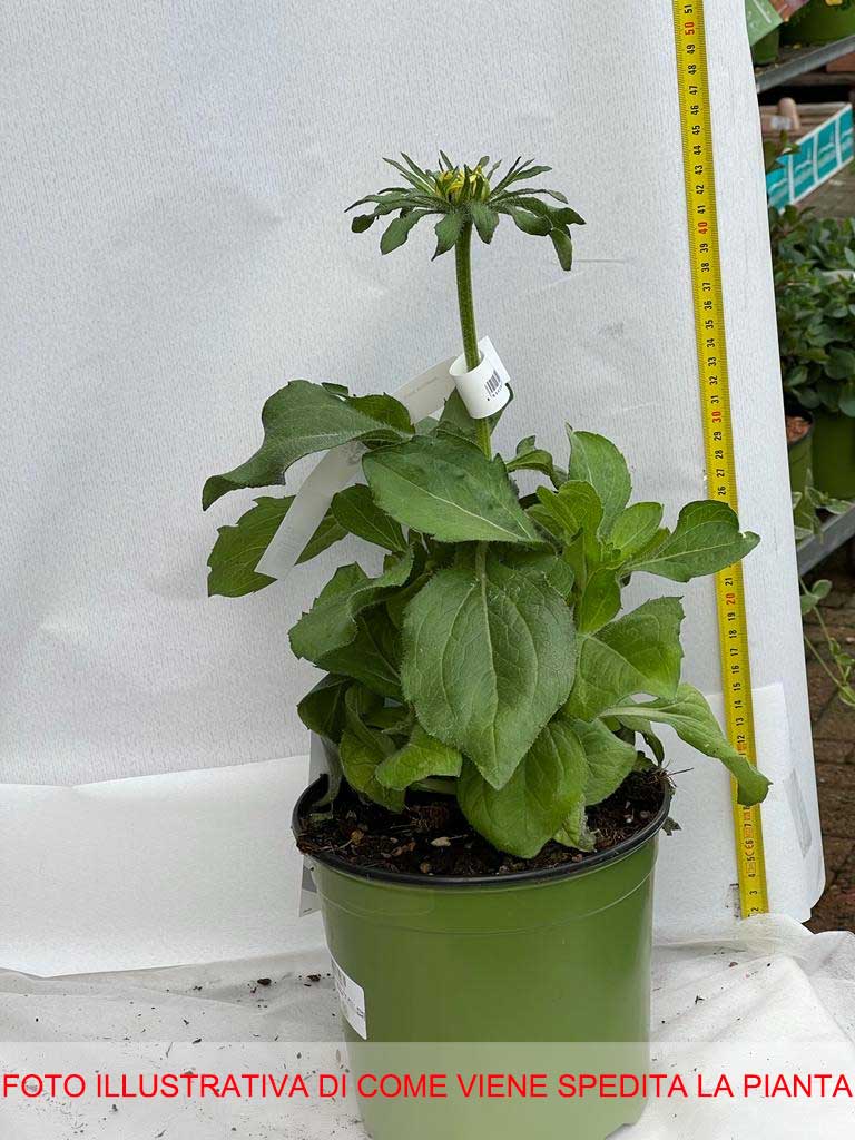 RUDBECKIA HIRTA RUDY DOUBLE YELLOW LEMON IN VASO 18CM