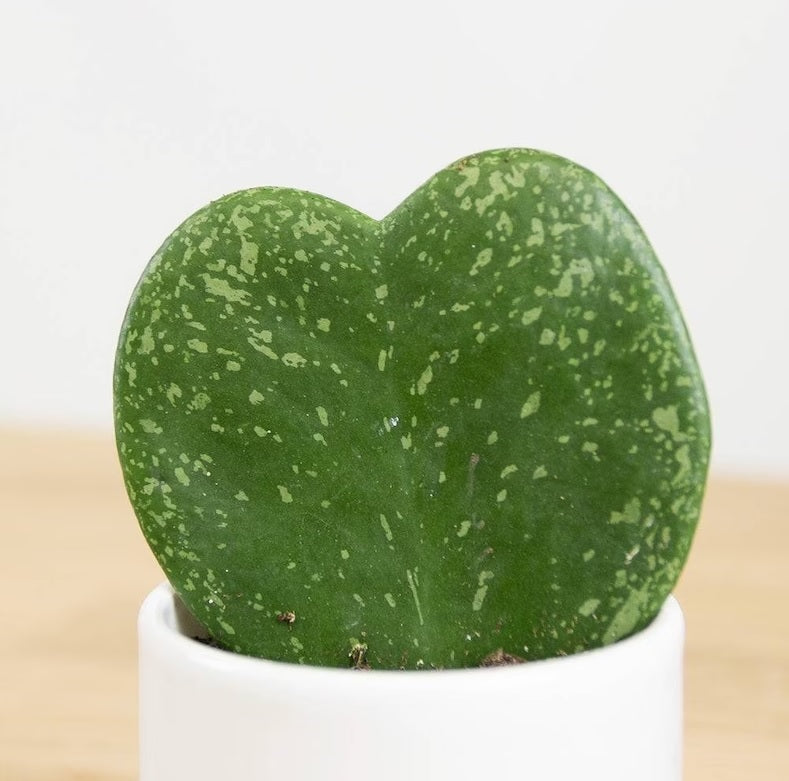 HOYA KERRII SPLASH MINI FIORE DI CERA IN VASO CERAMICO 9CM
