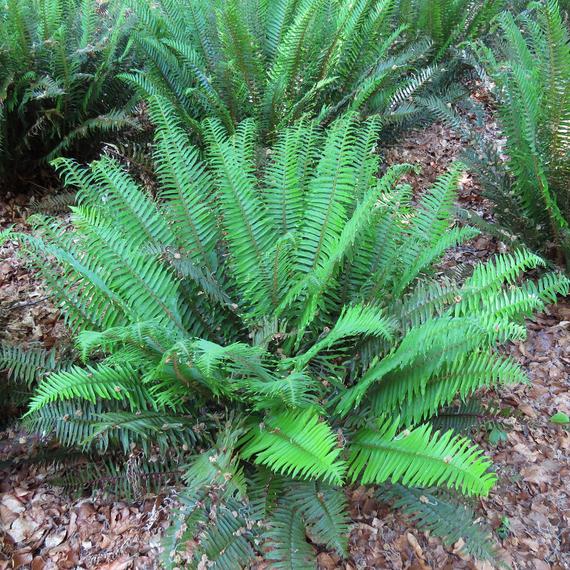 FELCE POLYSTICHUM MUNITUM VASO 11CM