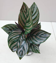 CALATHEA MARANTA ORNATA IN VASO 12CM