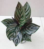 CALATHEA ORNATA IN VASO 14CM