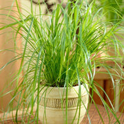 CYPERUS ALTERNIFOLIUS ZUMULA IN VASO 12CM