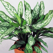 AGLAONEMA MARIA CHRISTINA  VASO 14CM