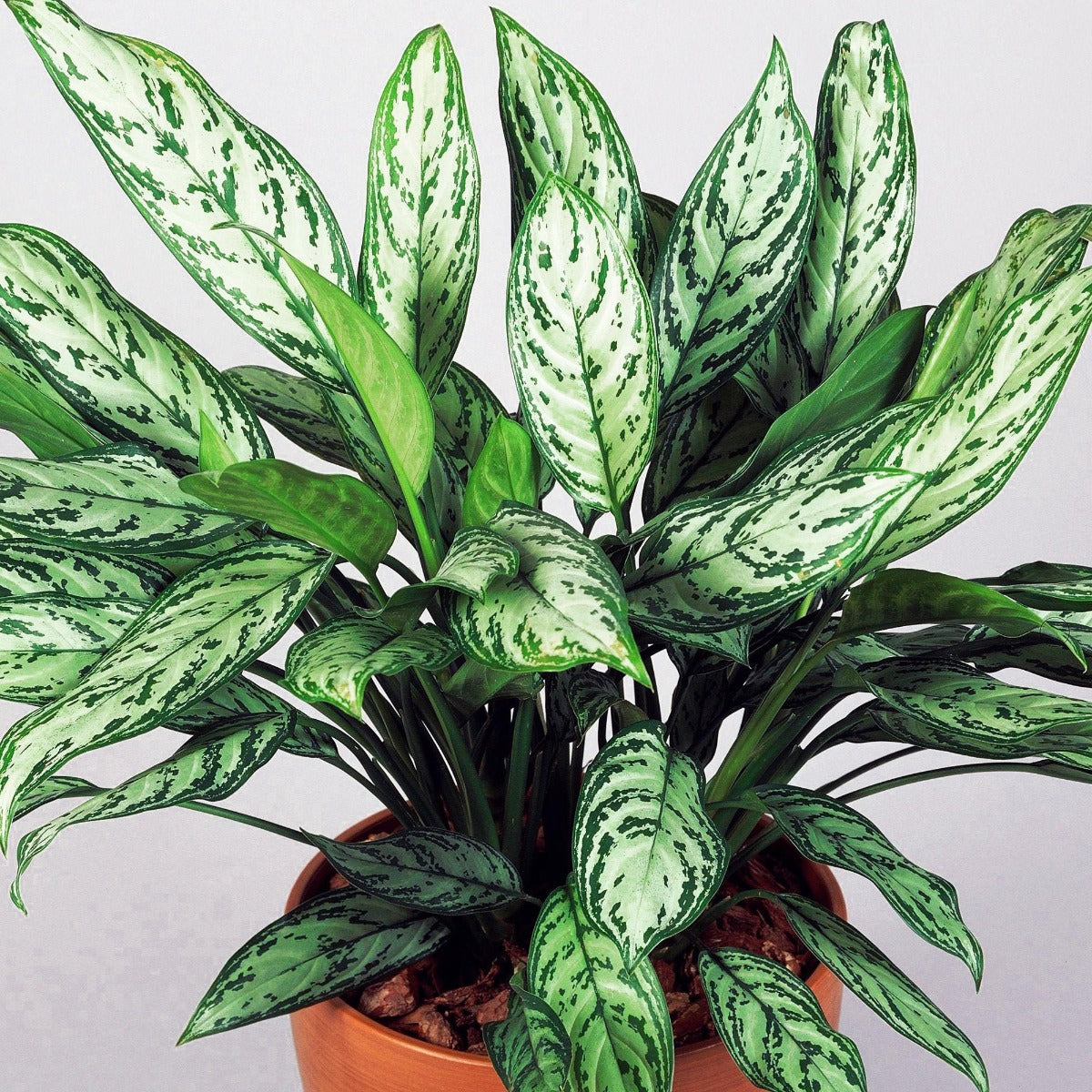 AGLAONEMA MARIA CHRISTINA  VASO 14CM
