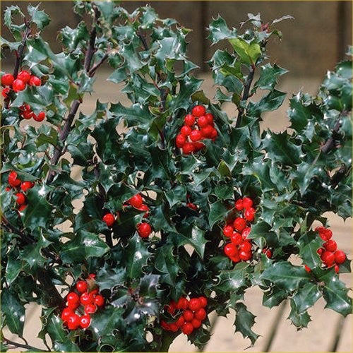 ILEX AGRIFOGLIO BLUE ANGEL VASO 17CM