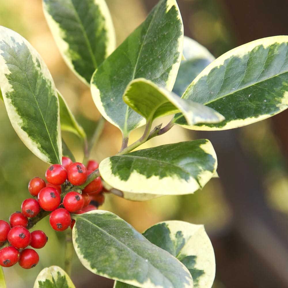 ILEX AGRIFOGLIO GOLDEN KING VASO 24CM