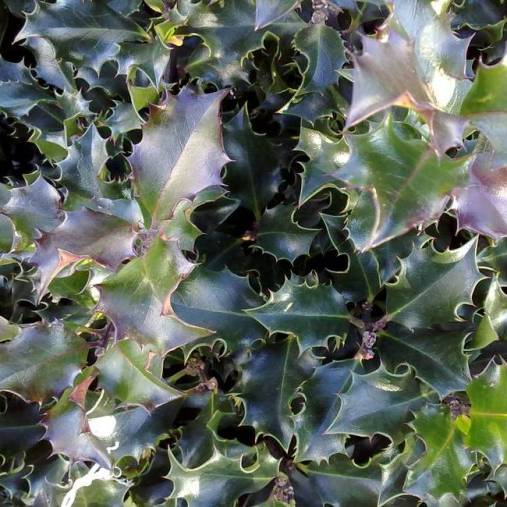 ILEX AGRIFOGLIO BLUE ANGEL VASO 17CM