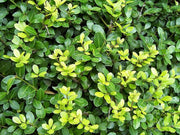 ILEX CRENATA IN VASO 13CM