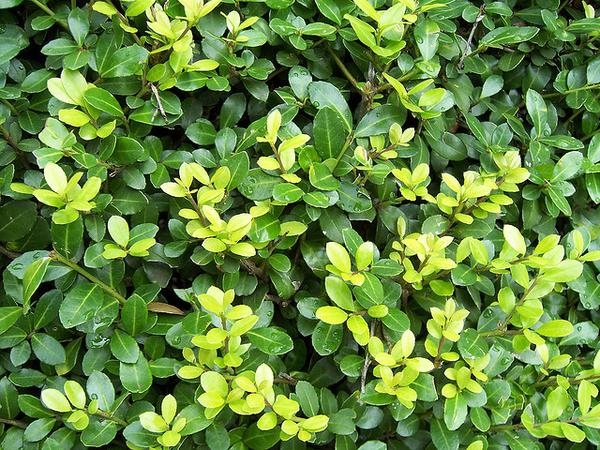 ILEX CRENATA IN VASO 13CM