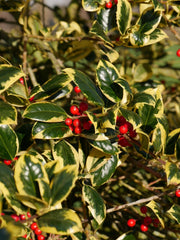 ILEX AGRIFOGLIO GOLDEN KING VASO 32CM