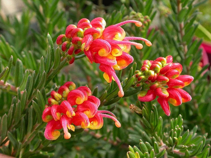 GREVILLEA FIREWORKS VASO 24CM