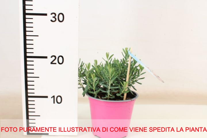 ANDROMEDA POLIFOLIA BLUE ICE IN VASO 14CM