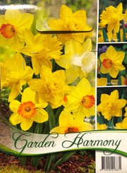 COLLEZIONE 12 BULBI DI NARCISO DAFFODILS GIALLI