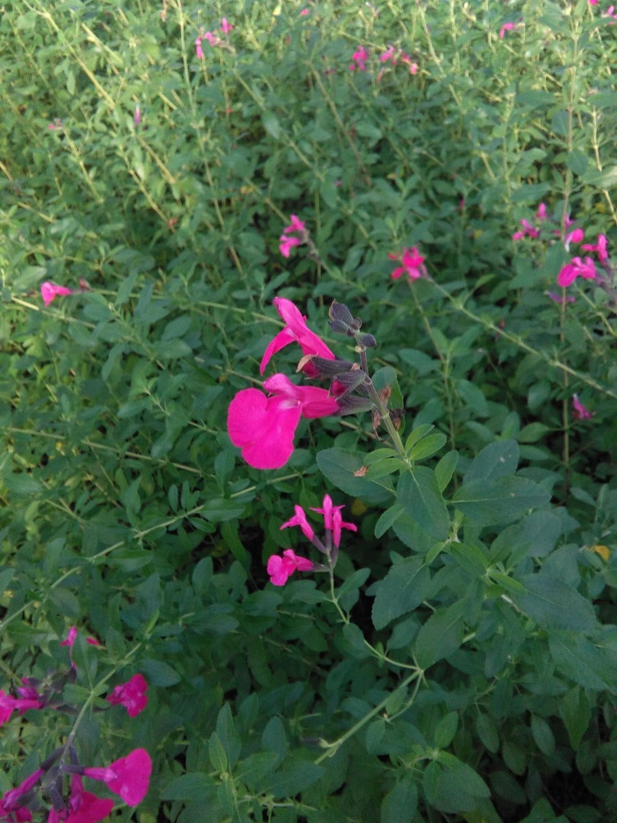SALVIA DEL PELLEGRINO DA FIORE IN VASO 18CM