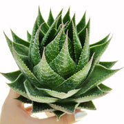 ALOE COSMO IN VASO 10CM