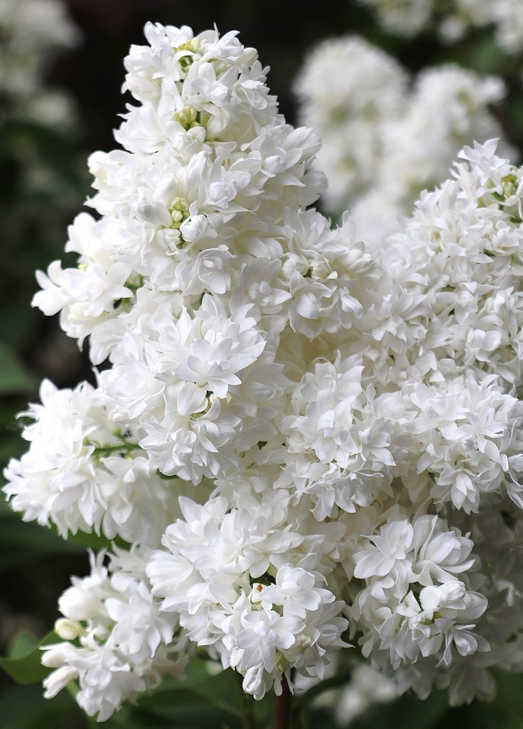 SYRINGA VULGARIS LILLA ALICE HARDING IN VASO 21CM