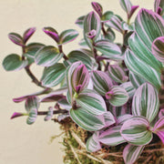 TRADESCANTIA NANOUK VASO 20CM