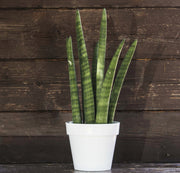 SANSEVIERIA CYLINDRICA IN VASO 9CM