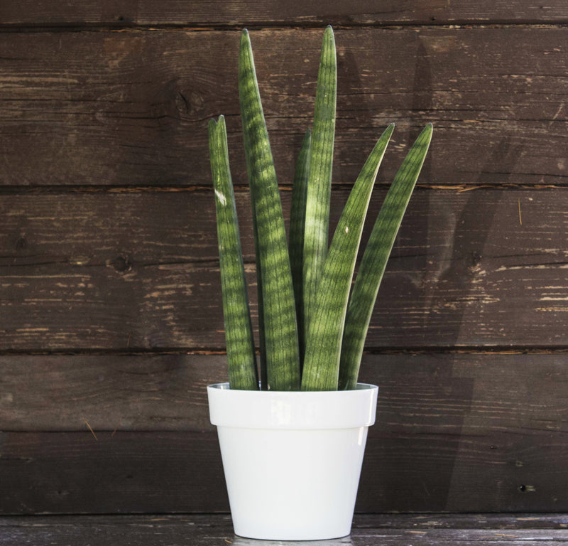 SANSEVIERIA CYLINDRICA IN VASO 9CM