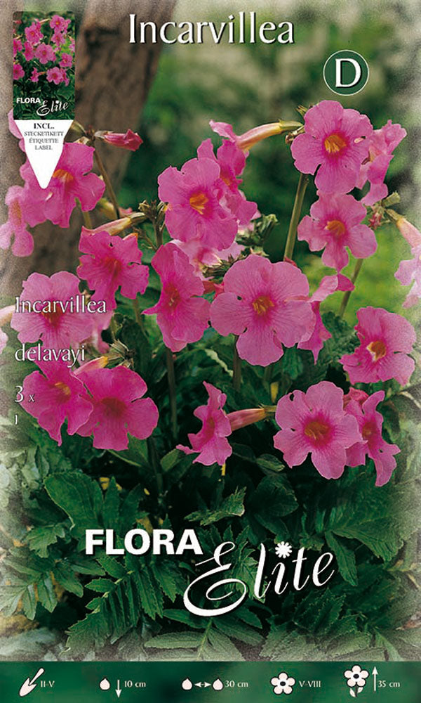 INCARVILLEA DELAVAYI (3er-Packung Glühbirnen)