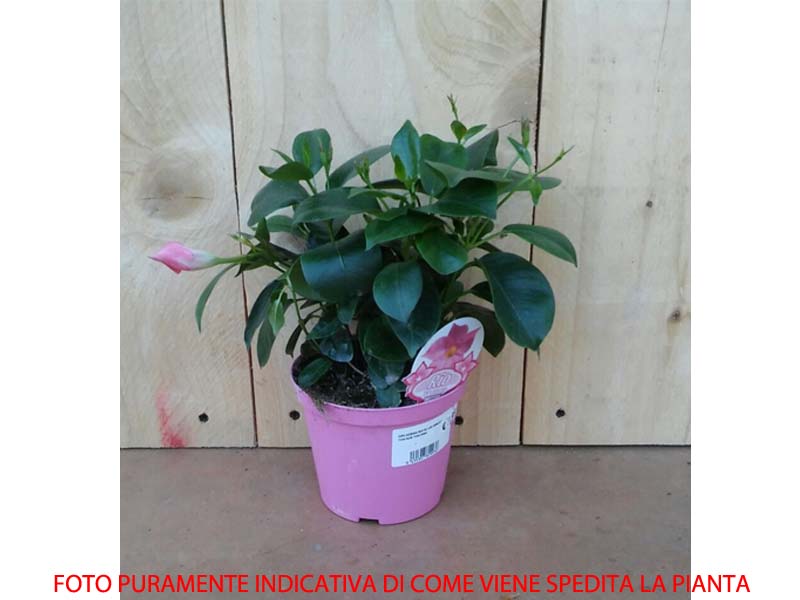 DIPLADENIA ROSSA VASO 14CM