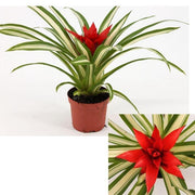 GUZMANIA SUE ANNE IN VASO 9CM