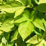 IPOMEA SWEET VERDE/PORPORA ASSORTITA IN VASO 14CM