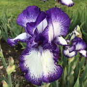 IRIS GERMANICA LOOP THE LOOP IN VASO 17CM