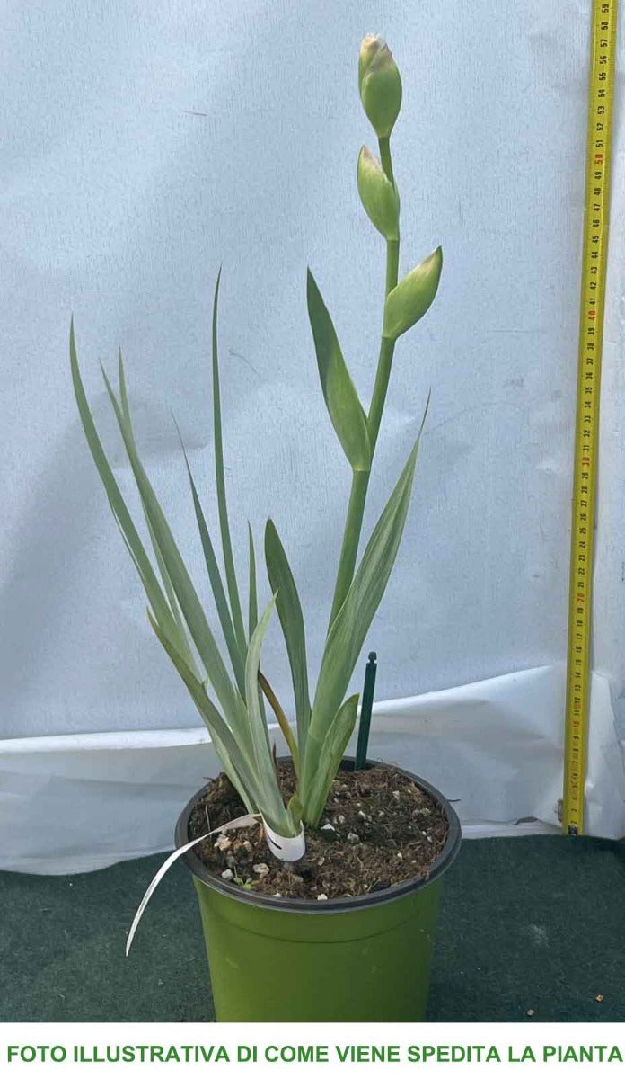 IRIS GERMANICA CALIENTE IN VASO 17CM