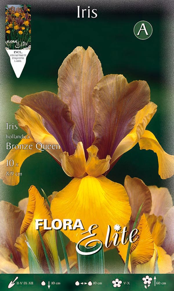 IRIS HOLLANDICA BRONZE QUEEN (CONFEZIONE DA 10 BULBI)
