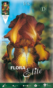IRIS GERMANICA BRONZE (1 Stück pro Packung)
