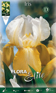 IRIS GERMANICA WEISS UND GELB (1 BLÜTE)
