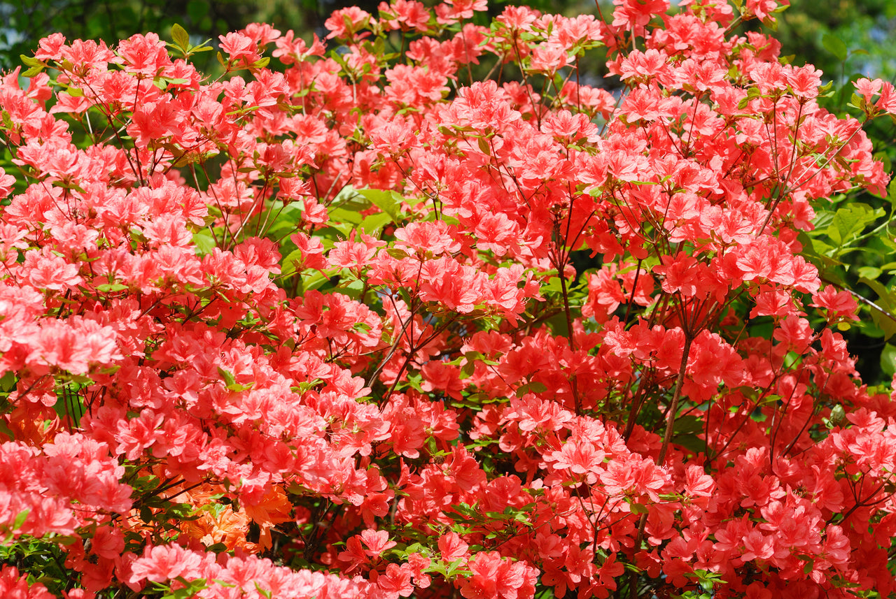 RODODENDRO GEISHA ARANCIONE IN VASO 18CM