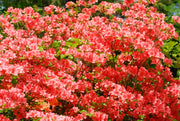 RODODENDRO GEISHA ARANCIONE IN VASO 18CM