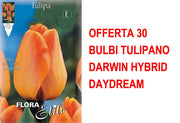 OFFERTA 30 BULBI TULIPANO DARWIN HYBRID DAYDREAM