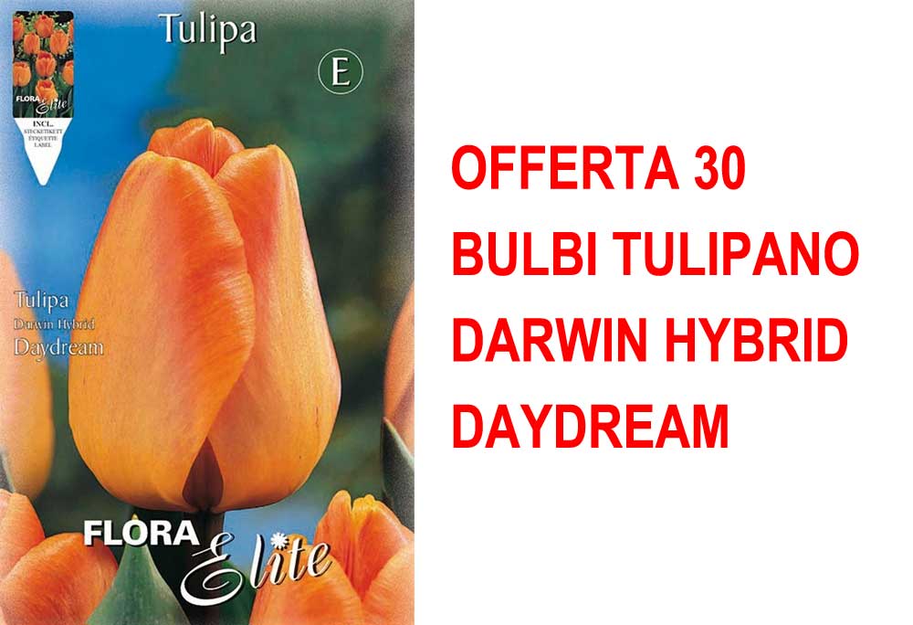 OFFERTA 30 BULBI TULIPANO DARWIN HYBRID DAYDREAM