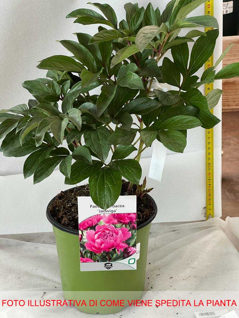 PEONIA ERBACEA JADWIGA VASO 17CM