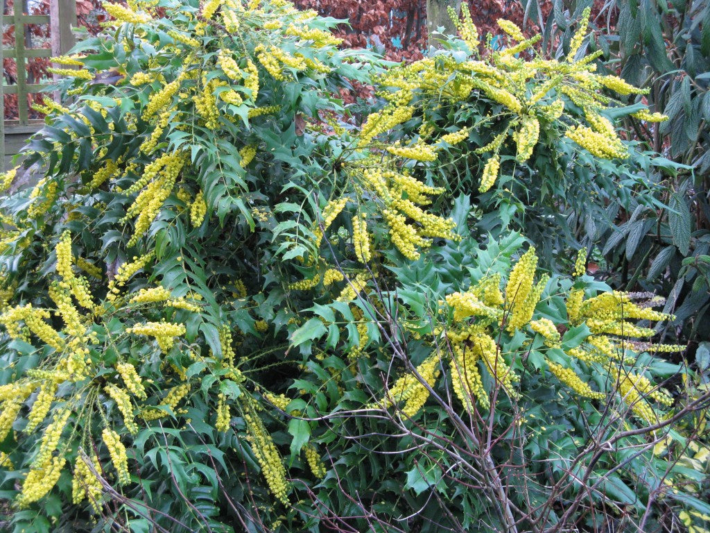 MAHONIA JAPONICA CHARITY VASO 21CM