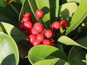 SKIMMIA JAPONICA PASSION VASO 19CM